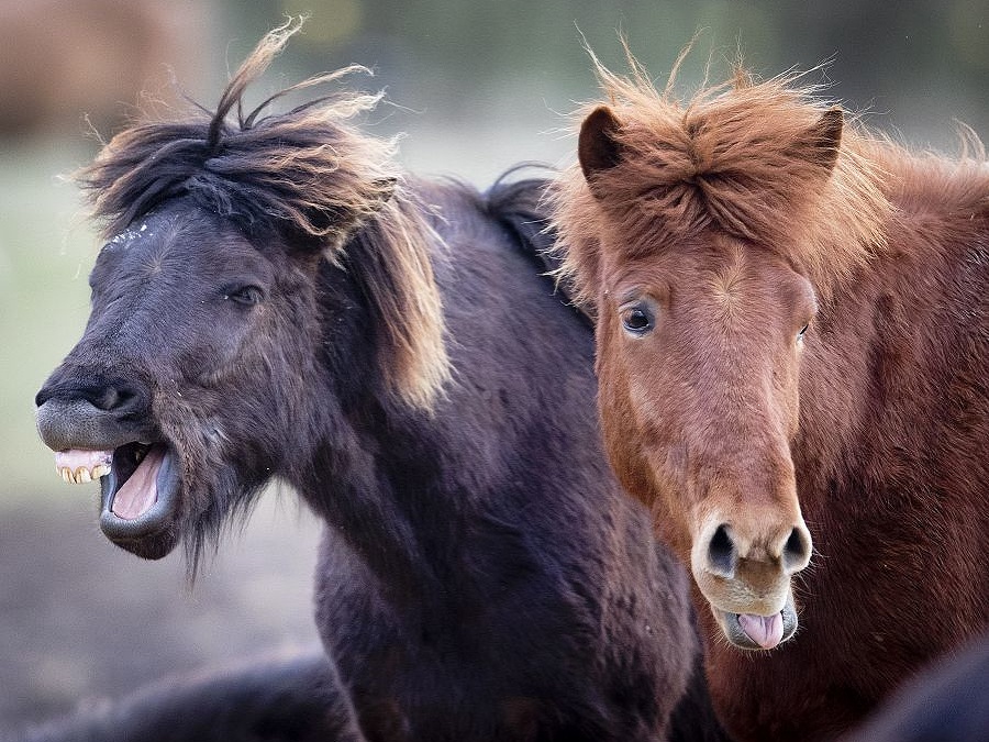 Poďme si zaspievať