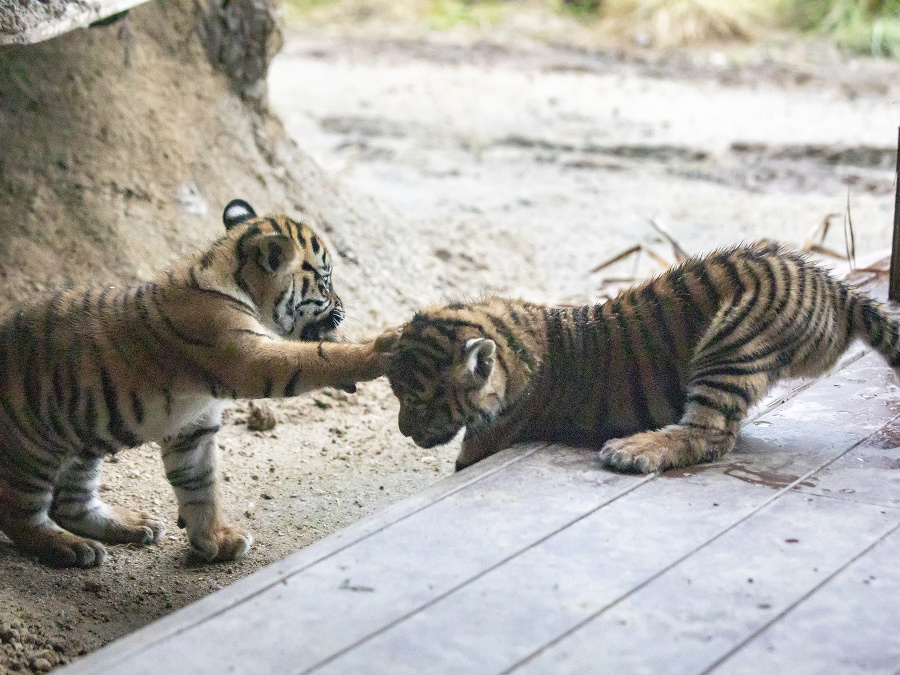 Bezstarostná mlaď = zlaté časy