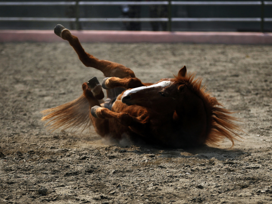 Roztomilý ujo koníček, hlavne opatrne a bez úrazu