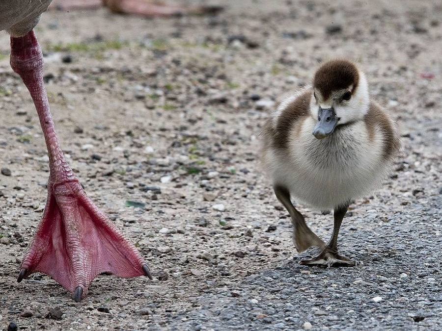 Sme mláďatá, čo vedia všetko o ničom...
