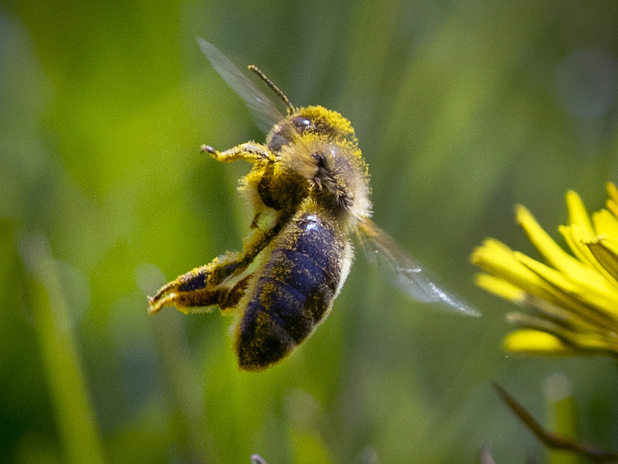 Včela pokrytá peľom