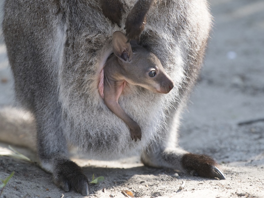 Dobrý deň, mladá slečinka