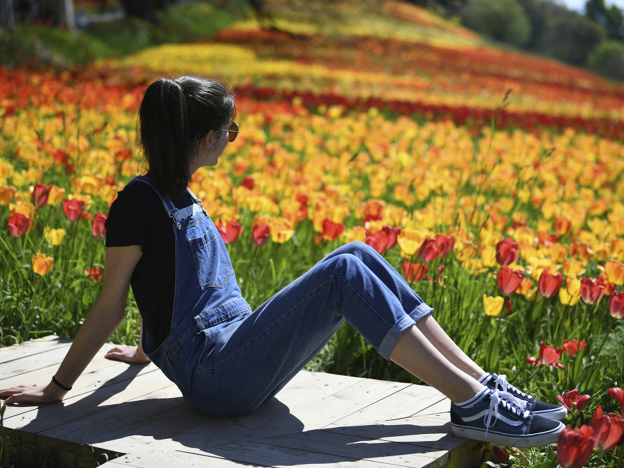 Tulipány v rozkvete