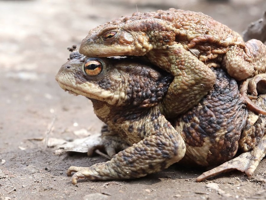 Keď sa láska podarí...