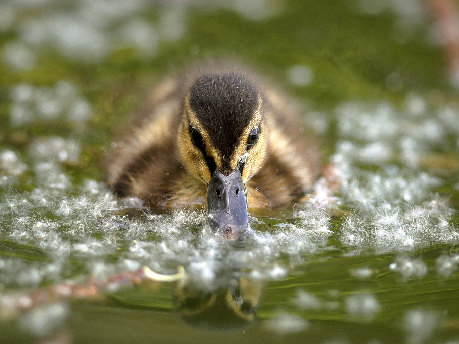 Jar je v plnom prúde a príroda sa prebudila
