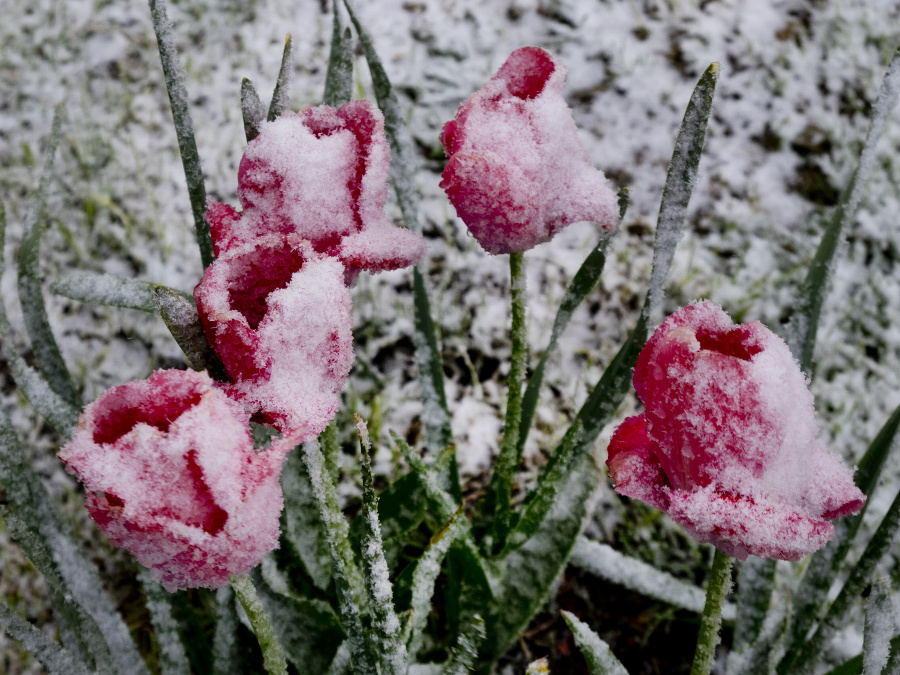 Snehová pokrývka prekvapila tulipány. 