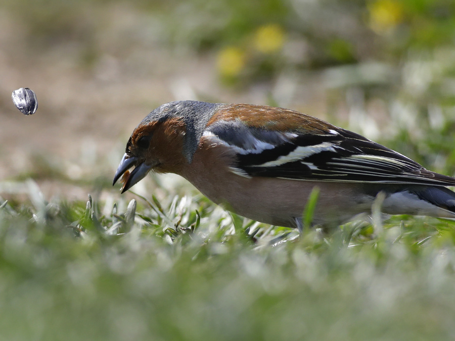 Pinka obyčajná si užíva slnečné počasie. 
