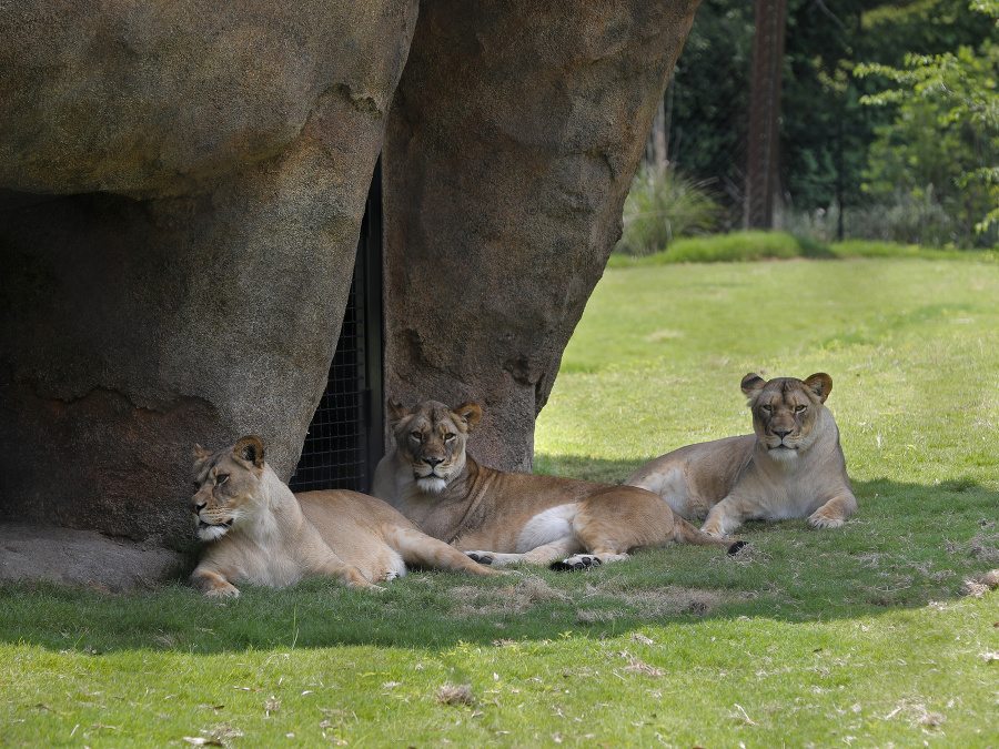 Chládkový odpočinok kráľovnej