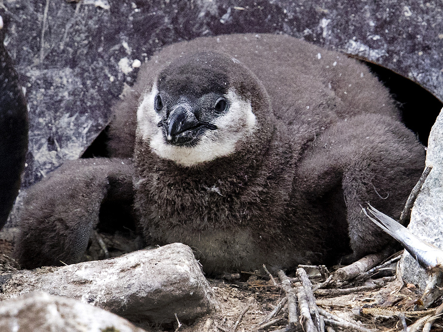 Počkajte! Nestíham..