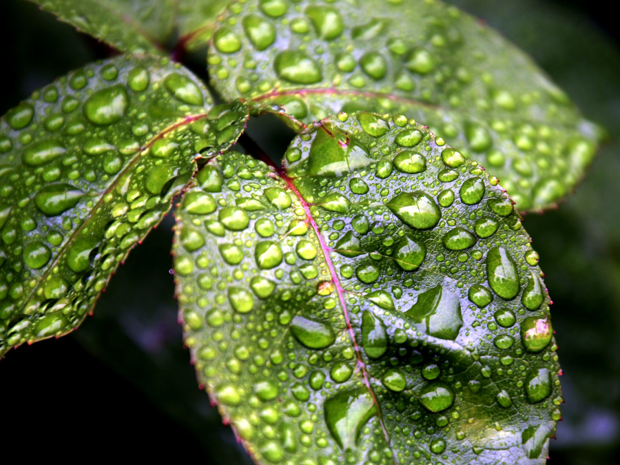 Listy sa tešia z dažďových kvapiek