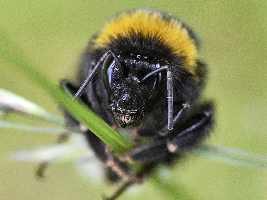 Pozor! Aj ja sa viem nahnevať