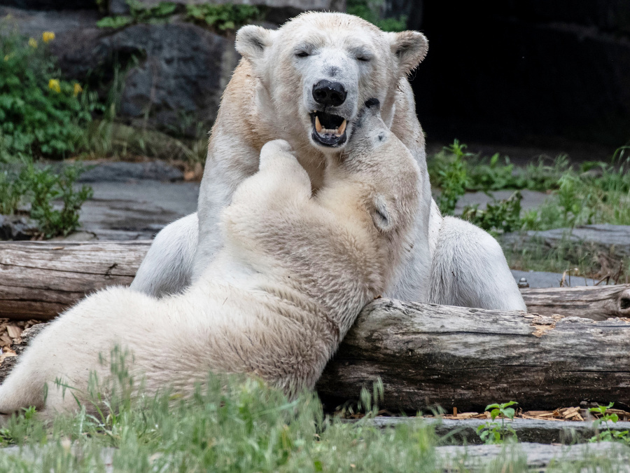 Mamíí! Poď sa hrať..