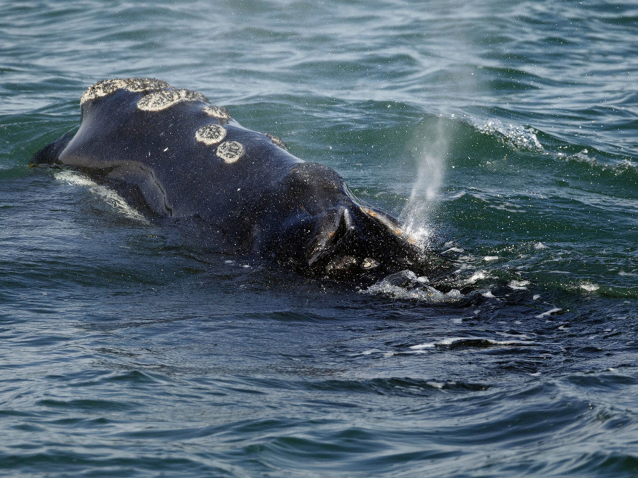 Majestátna veľryba čierna 