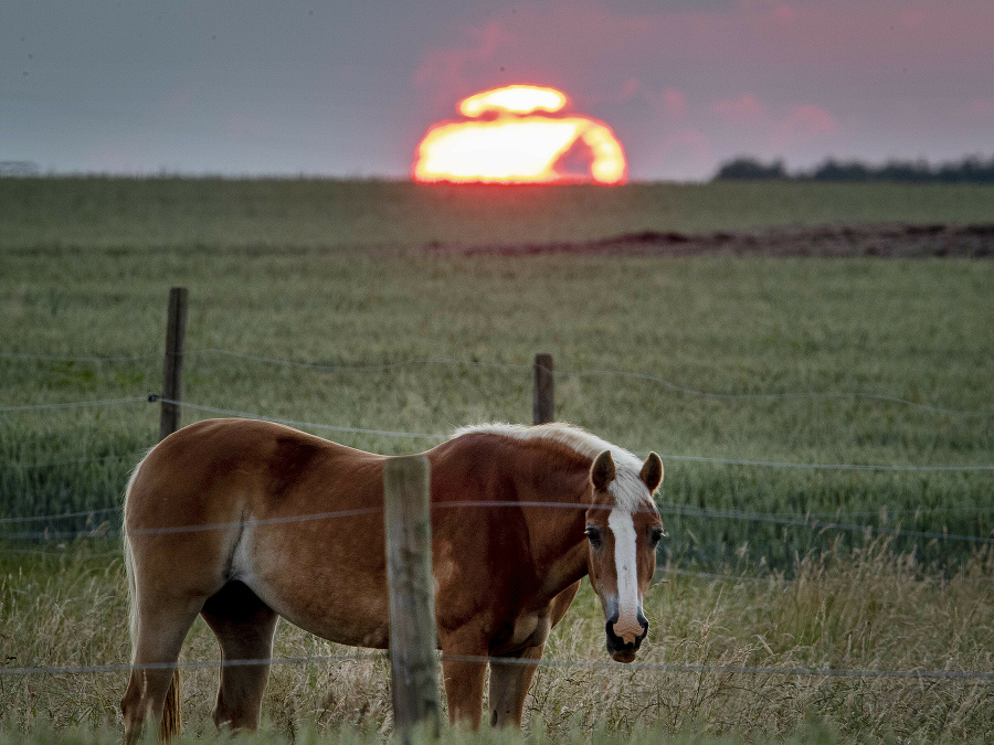 Ranné vtáča (žriebä)