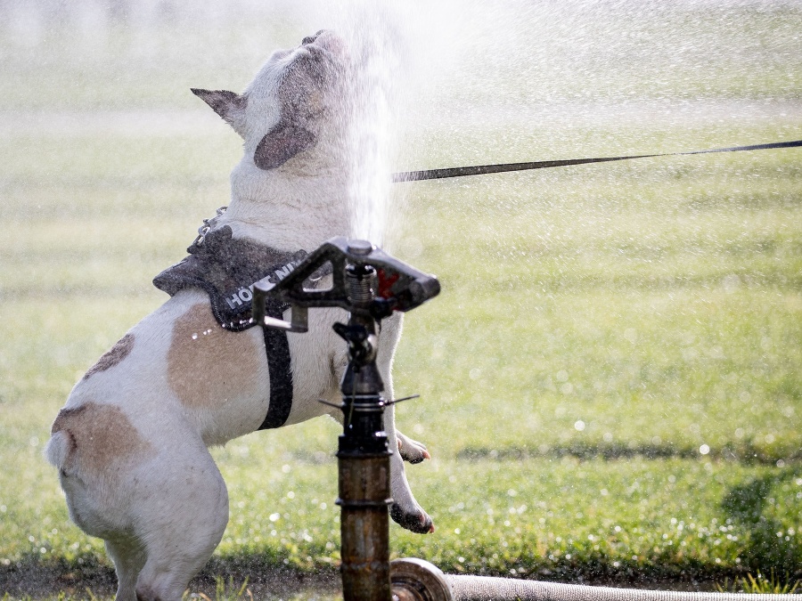 Aj psík sa chce schladiť