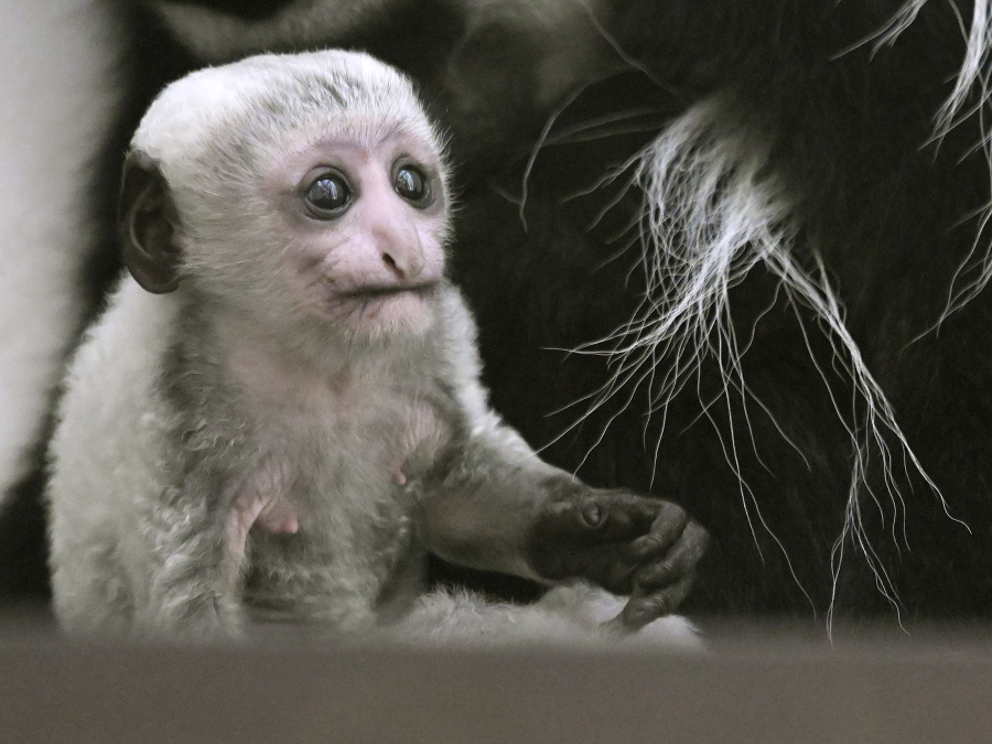 Prírastok do ZOO Bojnice