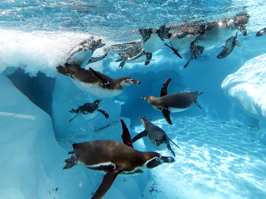 Aj tučniakom je teplo. 