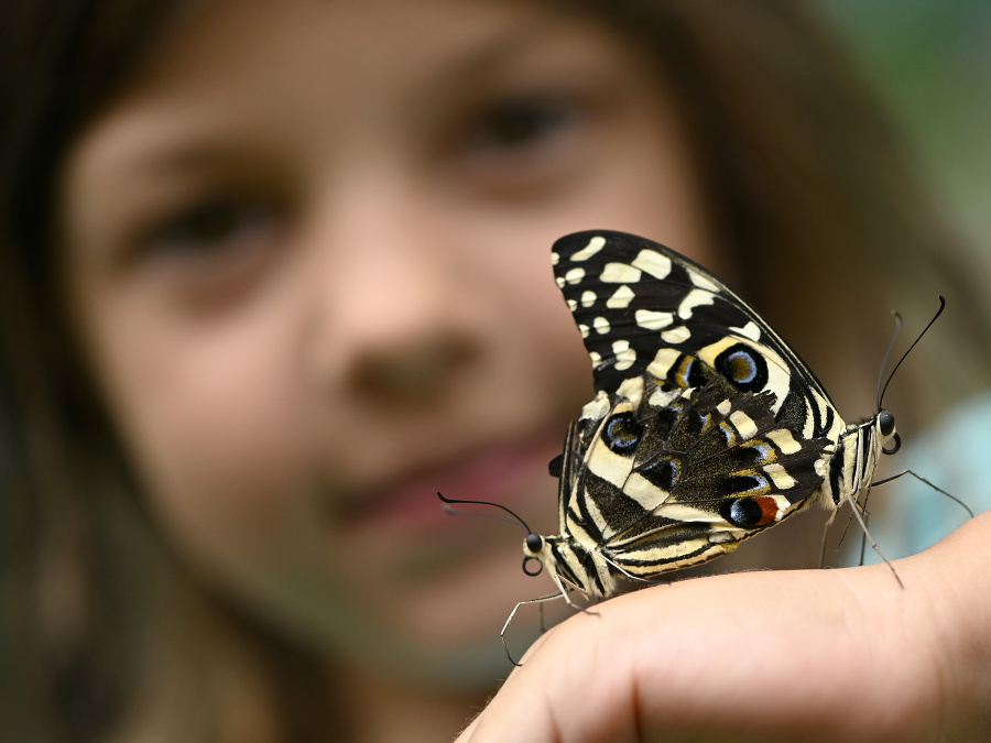 Bojnická expozícia motýľov 