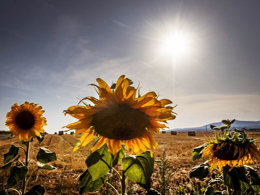 Leto v plnej paráde