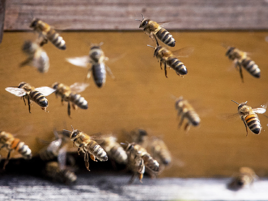 Včielky sa poberajú domov