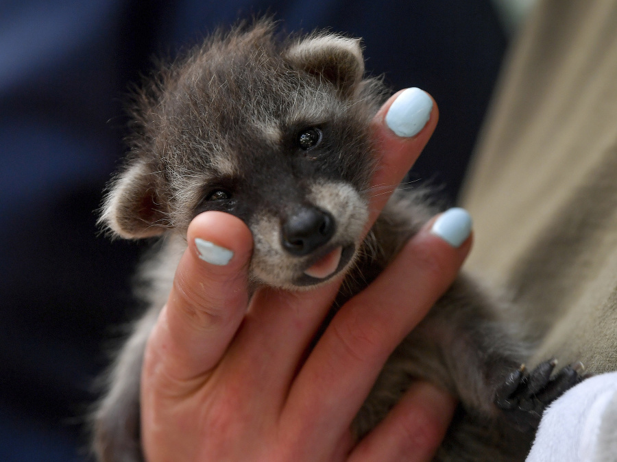 Môžem sa nechať nosiť..