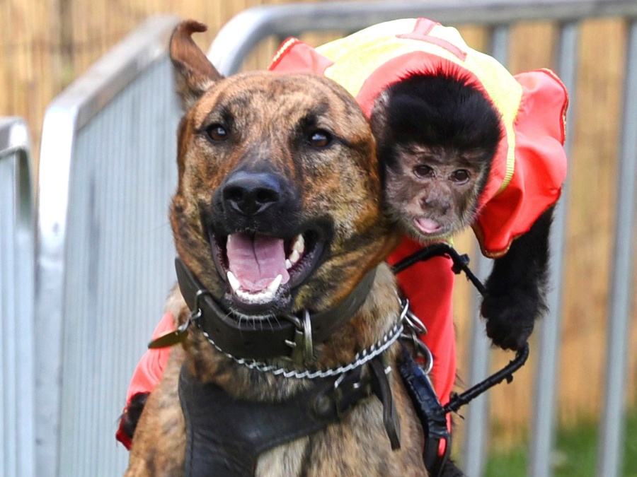 Preteky opice so psom