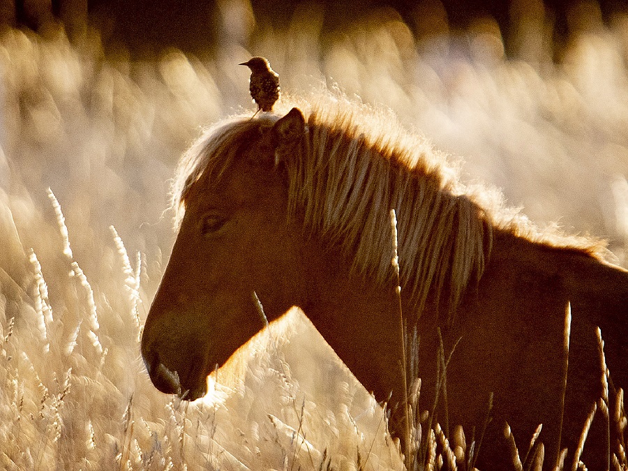 Zvieracie kamarátstvo