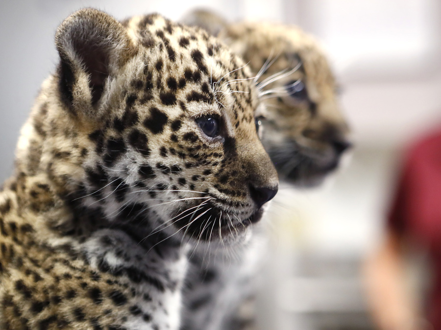 Rozkošné mláďatá jaguára Rozkošné mláďatá jaguára