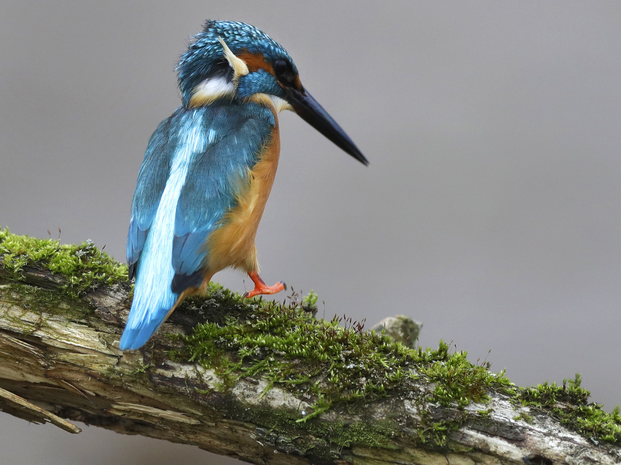 Rybárik víta nový deň