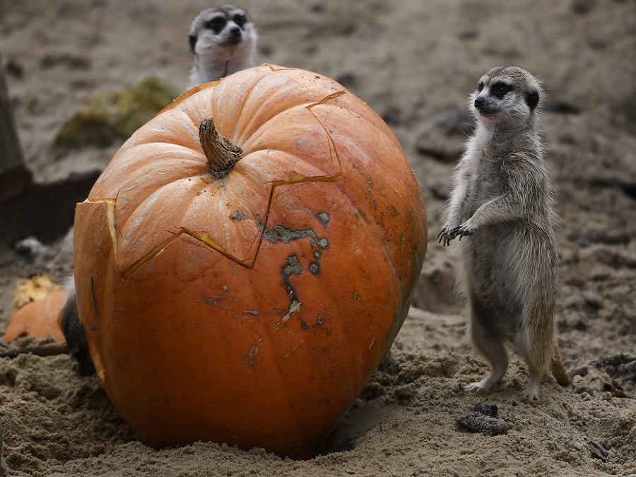 Halloween na zvierací spôsob