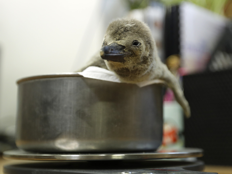 Nič roztomilejšie už dnes neuvidíte