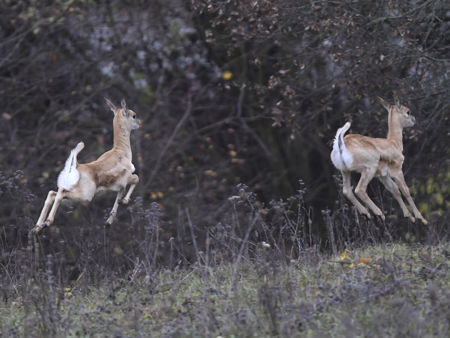 Hop! Hop!