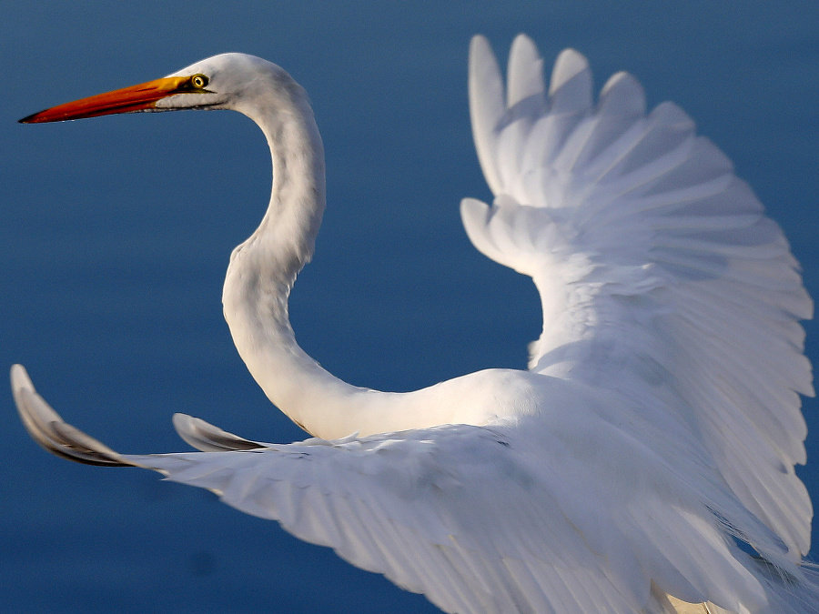 Rozprestri krídla a leť!