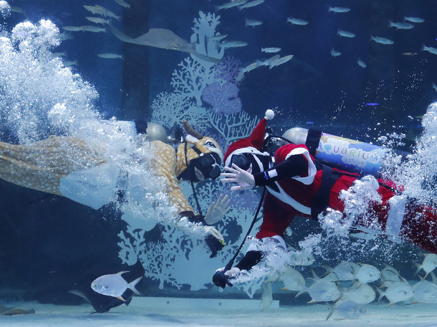 Miku, Miku, Mikuláš