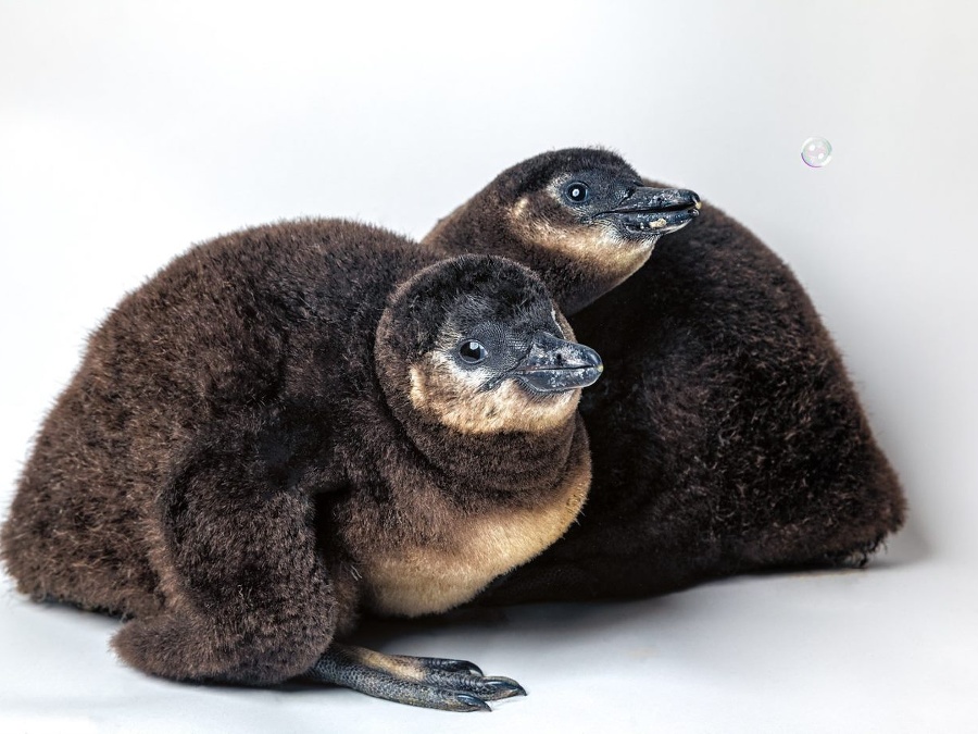 Nič roztomilejšie už dnes neuvidíte