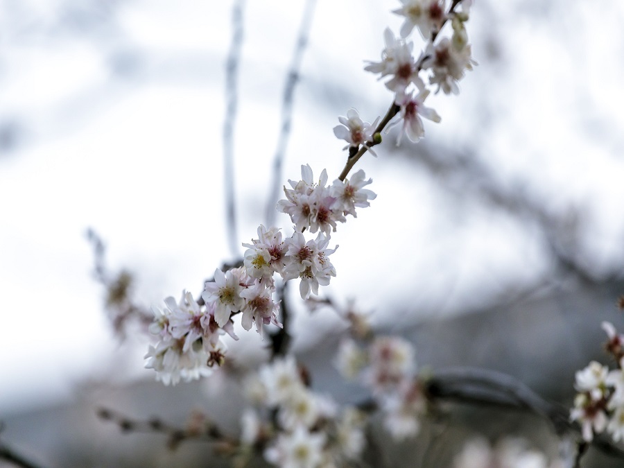 Keď sa príroda poponáhľa