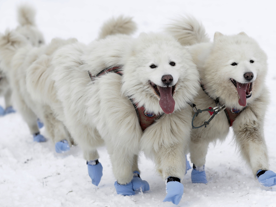 Krásavci na výlete