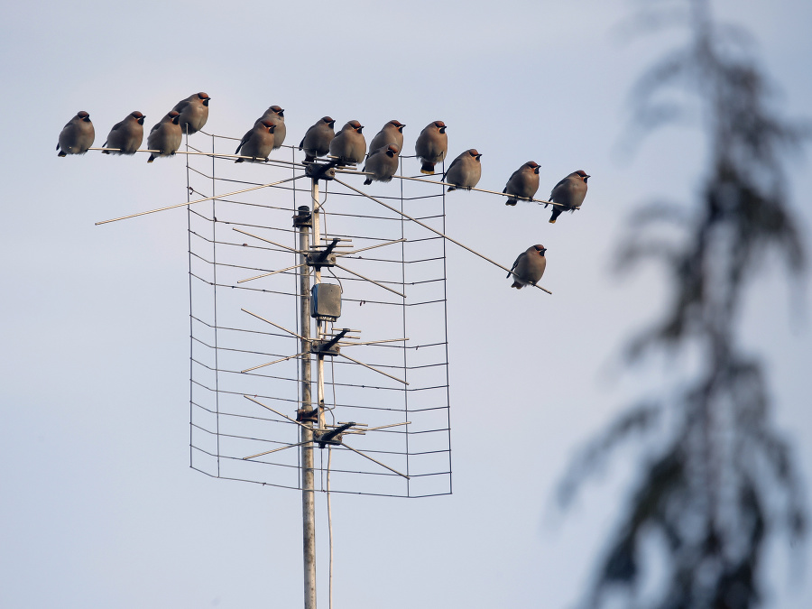 Vtáky na anténe