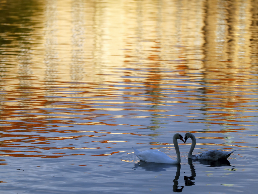 Romantika pri jazere
