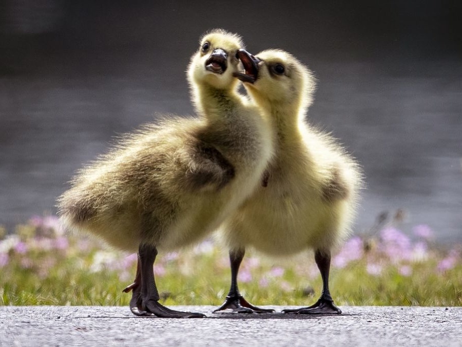 Aj my sa chceme hrať