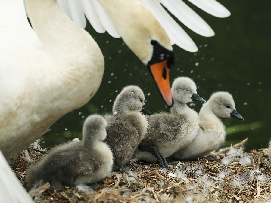 Aj z nás raz budú krásne labute