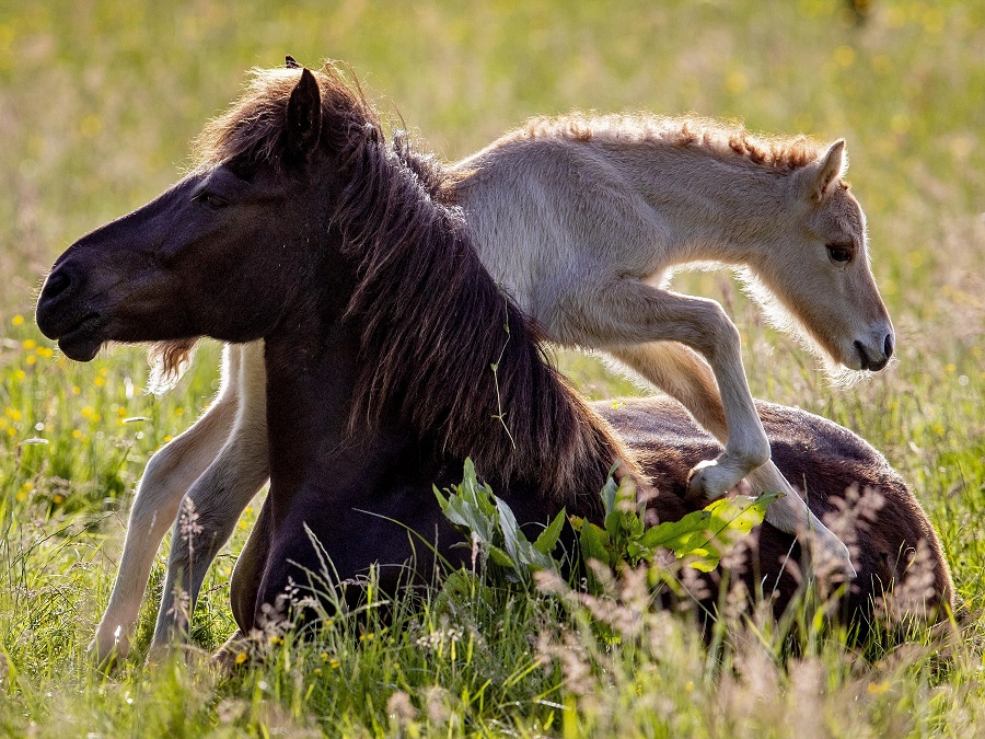Prírodný skok cez prekážky