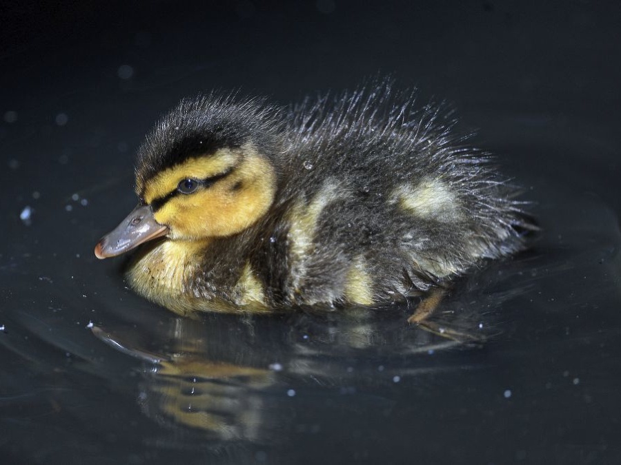 Čistota - pol života