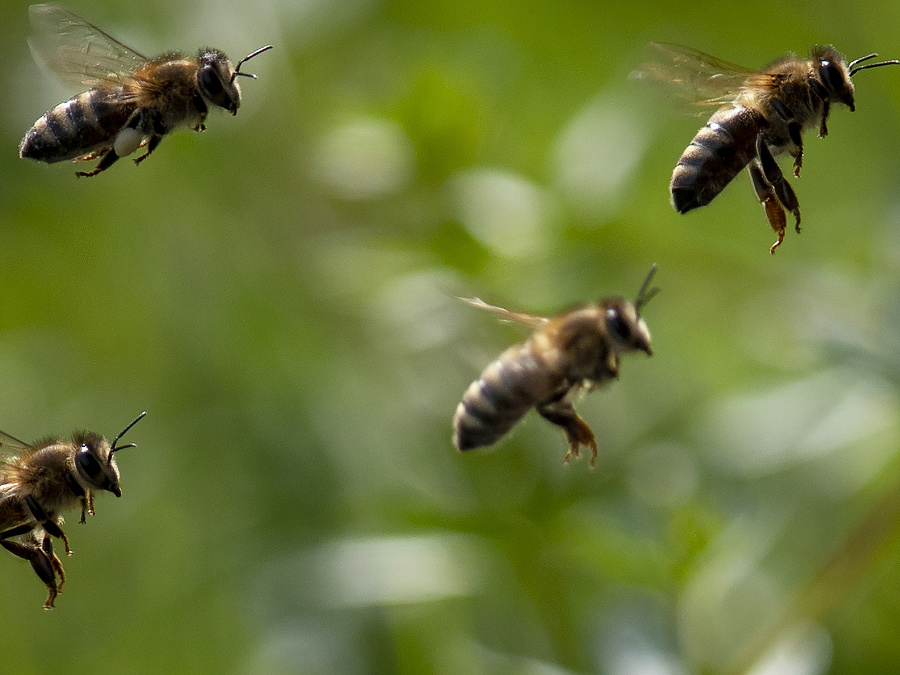 Kto bude v úli prvý? 