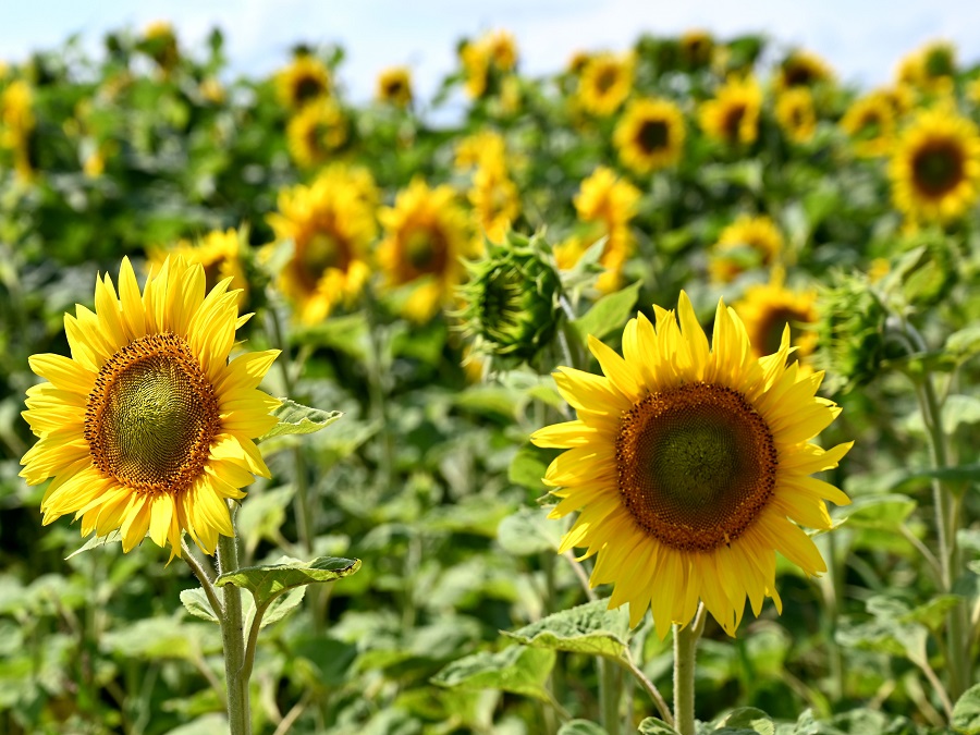 Čaro slovenskej prírody