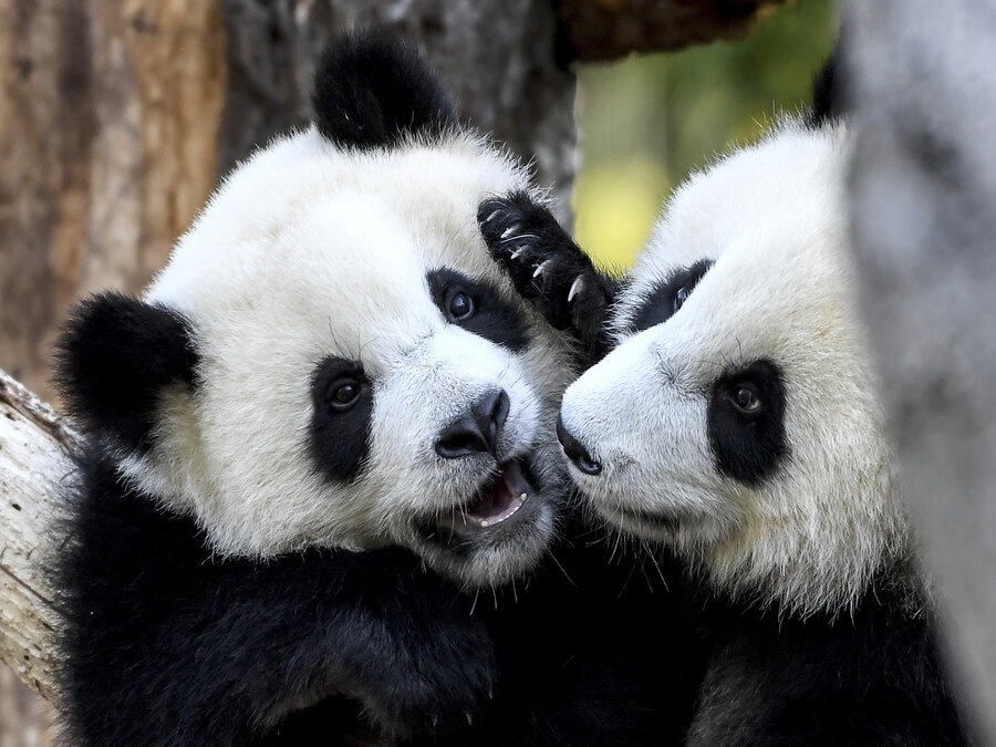 Súrodenecká láska