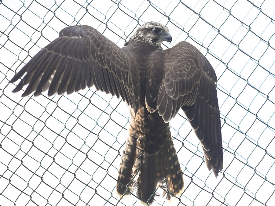 Keď roztiahnem krídla, nikto ma nechytí!