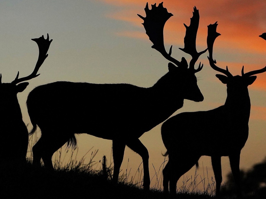To bude krásny deň! 