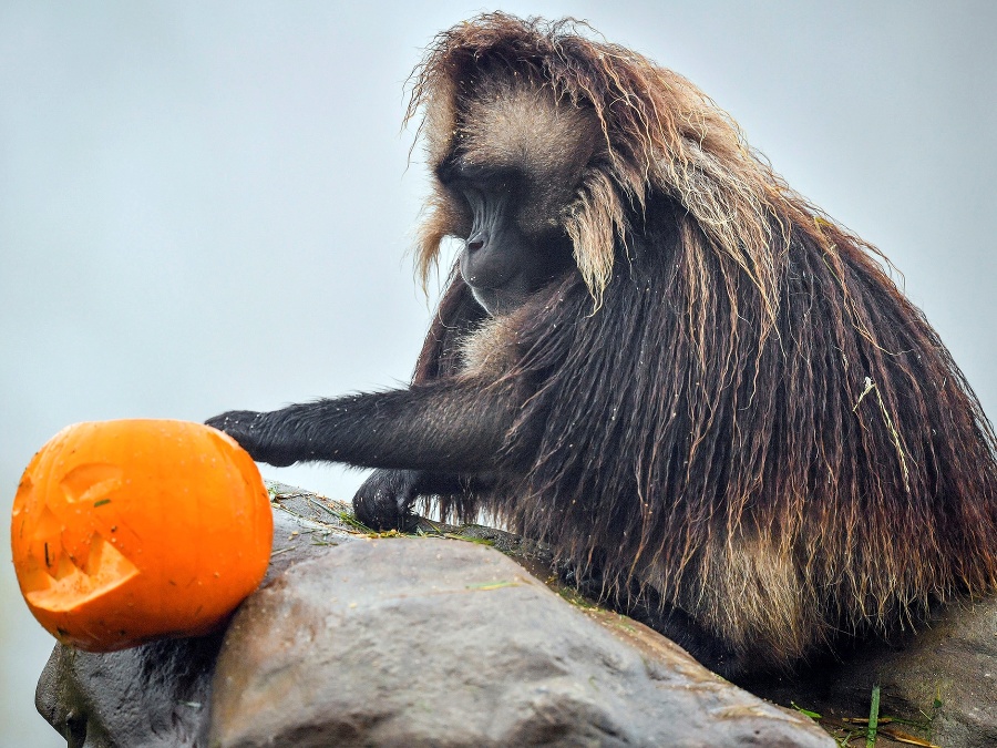 Príprava na Halloween