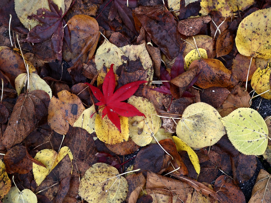 Pestrofarebná jeseň 